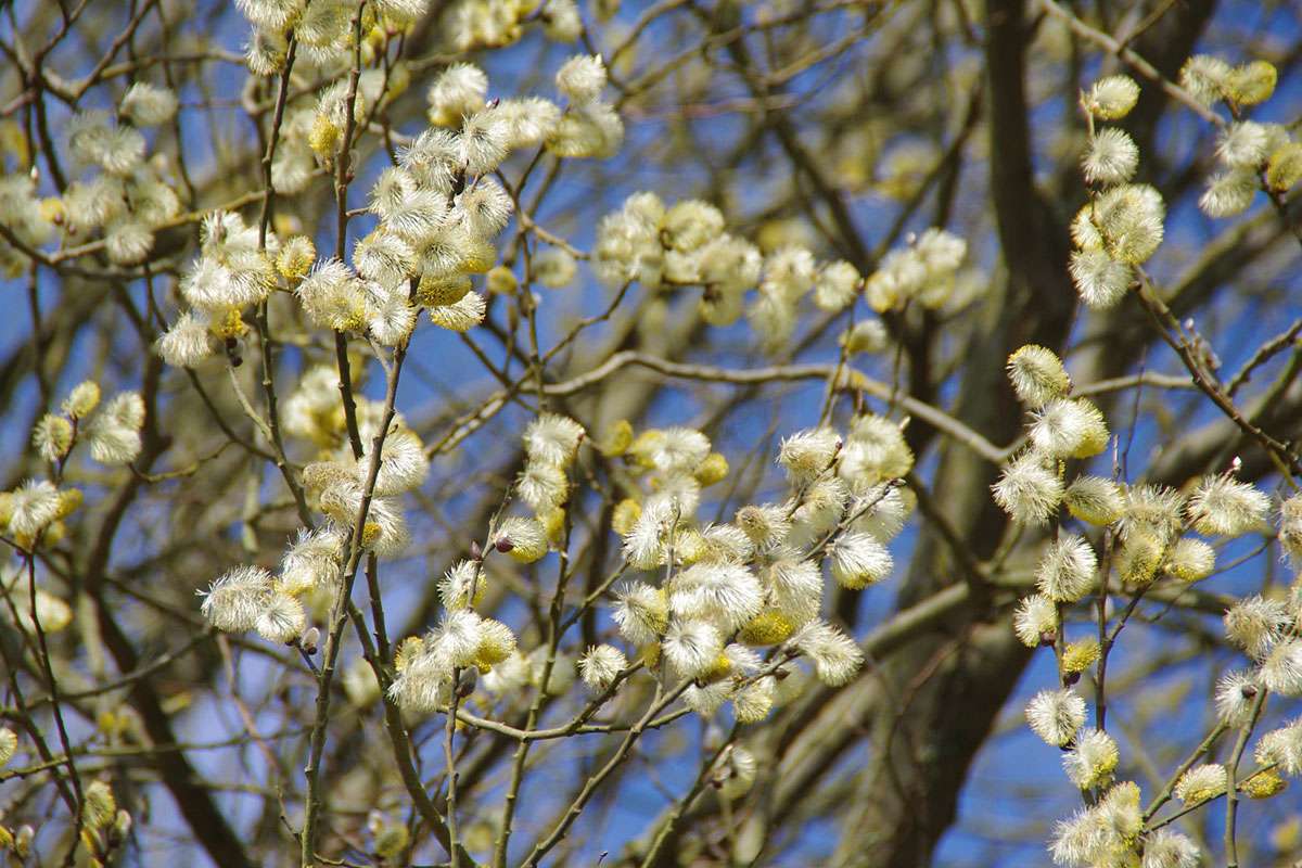 Blühende männliche Sal-Weide (Salix caprea), (c) Harald Ristau/NABU-naturgucker.de