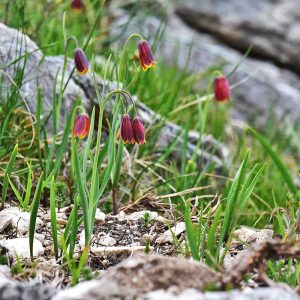 Drenovskis Schachblume (Fritillaria drenovskii), (c) Dr. Alexander Wirth/NABU-naturgucker.de