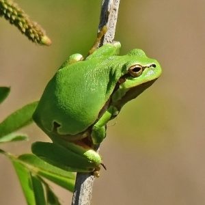 Europäischer Laubfrosch (Hyla arborea), (c) Dr. Alexander Wirth/NABU-naturgucker.de