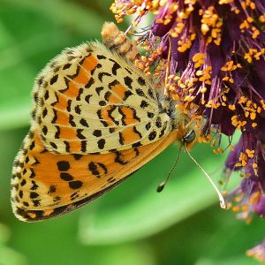 Wegerich-Scheckenfalter (Melitaea cinxia), (c) Dr. Alexander Wirth/NABU-naturgucker.de