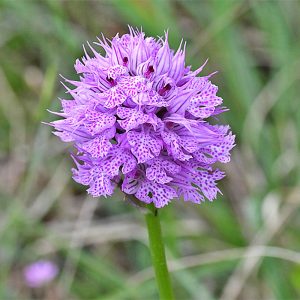 Dreizähniges Knabenkraut (Neotinea tridentata), (c) Dr. Alexander Wirth/NABU-naturgucker.de