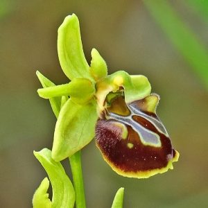 Zeus-Spinnen-Ragwurz (Ophrys sphegodes subsp. zeusii), (c) Dr. Alexander Wirth/NABU-naturgucker.de