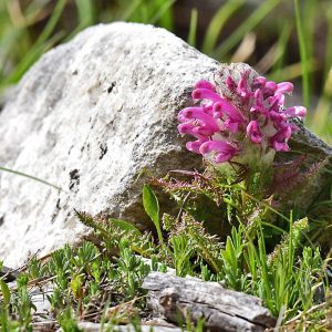 Friedrich August-Läusekraut (Pedicularis friderici-augusti), (c) Dr. Alexander Wirth/NABU-naturgucker.de