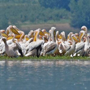 Rosapelikan (Pelecanus onocrotalus), (c) Dr. Alexander Wirth/NABU-naturgucker.de