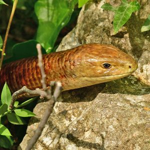 Scheltopusik (Pseudopus apodus), (c) Dr. Alexander Wirth/NABU-naturgucker.de