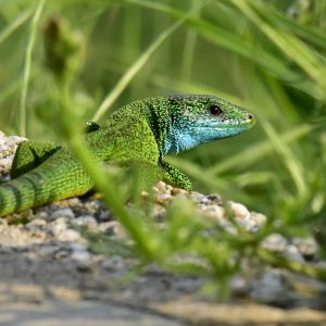 Östliche Smaragdeidechse (Lacerta viridis), (c) Dr. Alexander Wirth/NABU-naturgucker.de