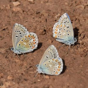 Himmelblauer Bläuling (Lysandra bellargus), (c) Dr. Alexander Wirth/NABU-naturgucker.de