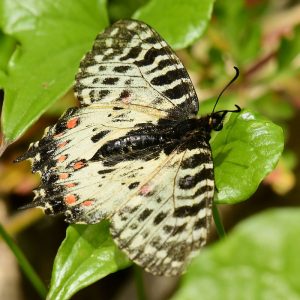 Balkan-Osterluzeifalter (Zerynthia cerisy), (c) Dr. Alexander Wirth/NABU-naturgucker.de