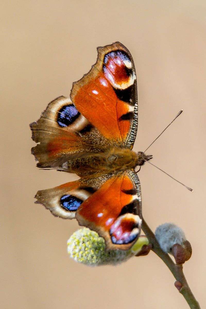 Tagpfauenauge, (c) Frank Hoffmann/NABU-naturgucker.de