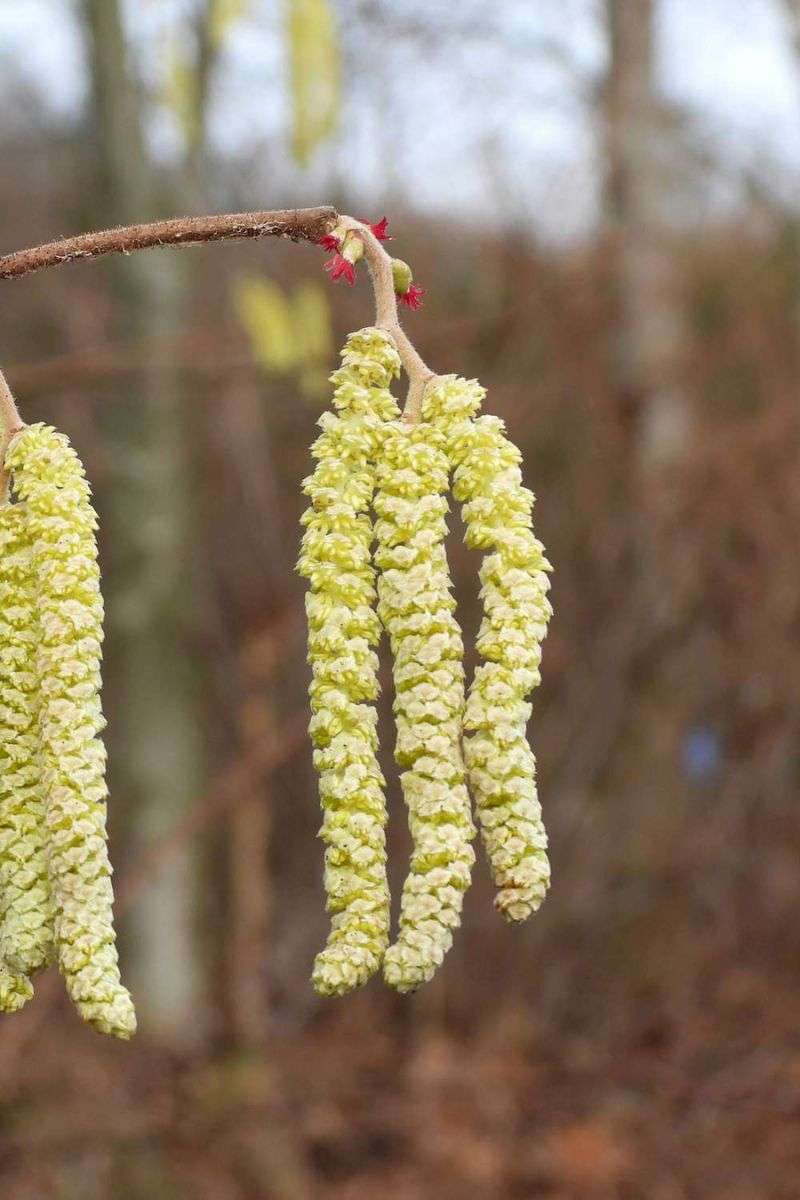 Blühende Gewöhnliche Hasel, (c) Gaby Schulemann-Maier/NABU-naturgucker.de