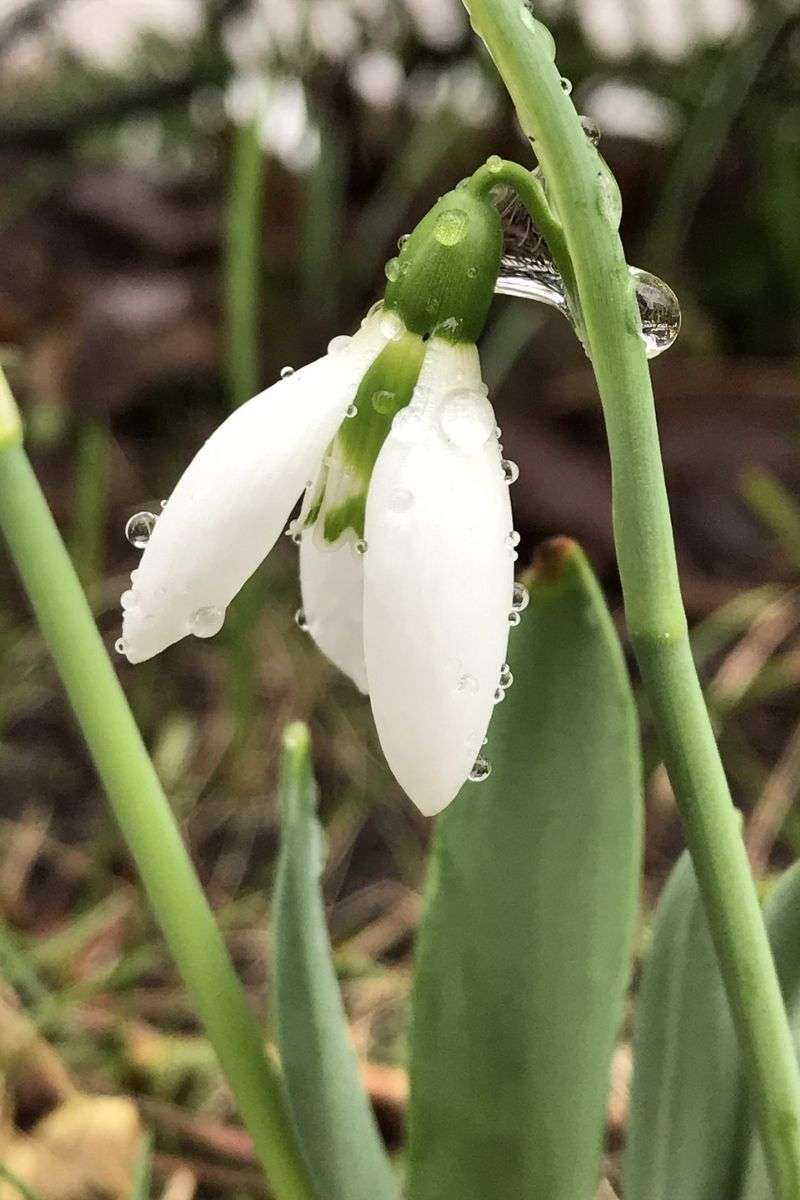 Kleines Schneeglöckchen, (c) Markus Koschinsky/NABU-naturgucker.de