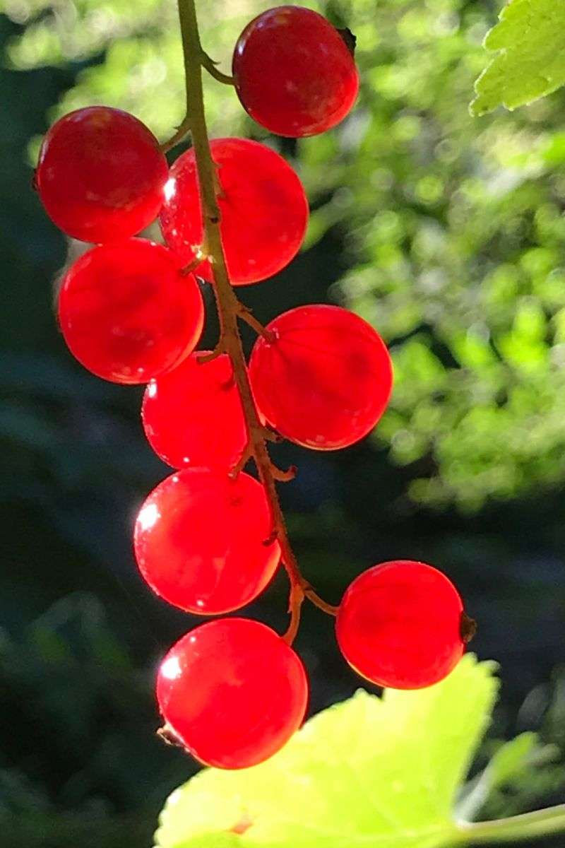 Rote Garten-Johannisbeere mit reifen Früchten, (c) Dirk Basten/NABU-naturgucker.de