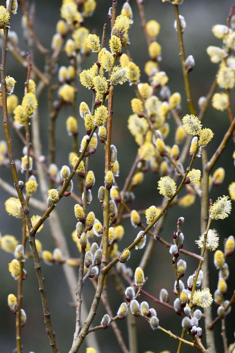Blühende männliche Sal-Weide, (c) Karin Meier/NABU-naturgucker.de