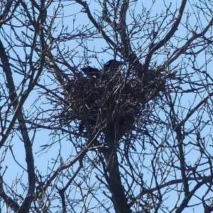 Rabenkrähennest mit brütendem Vogel, (c) Rainer Schmidt/NABU-naturgucker.de