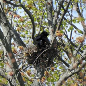 Rabenkrähe auf ihrem Nest, (c) Beatrice Jeschke/NABU-naturgucker.de