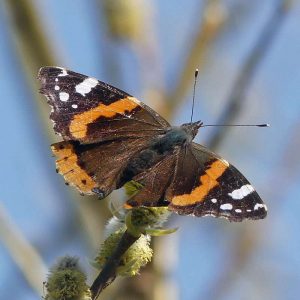 Admiral, (c) Benjamin Franke/NABU-naturgucker.de