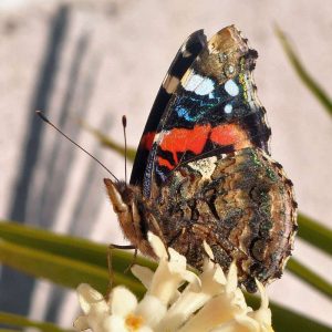 Flügelunterseiten eines Admirals, (c) Dirk Flühs/NABU-naturgucker.de