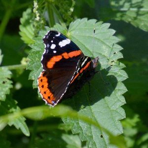 Admiral, (c) Hans-Dieter Knopf/NABU-naturgucker.de