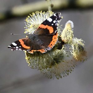 Admiral auf einer Weidenblüte, (c) Petra Mai/NABU-naturgucker.de