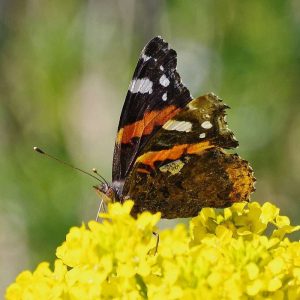 Admiral, (c) Werner Knoth/NABU-naturgucker.de