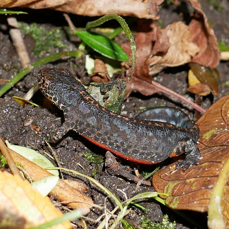 Bergmolch (Ichthyosaura alpestris), (c) Sonja Bohländer/NABU-naturgucker.de Bergmolch (Ichthyosaura alpestris), (c) Sonja Bohländer/NABU-naturgucker.de