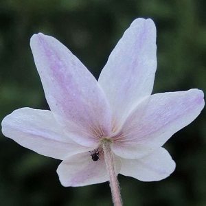 Unterseite einer Blüte des Busch-Windröschens, (c) Wolfgang Katz/NABU-naturgucker.de