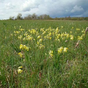 Bestand der Echten Schlüsselblume, (c) Rainer Ziebarth/NABU-naturgucker.de