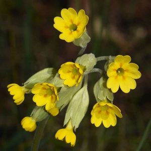 Blütendetail der Echten Schlüsselblume, (c) Rolf Theodor Borlinghaus//NABU-naturgucker.de