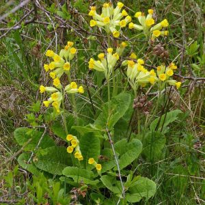 Echte Schlüsselblume, (c) Wolfgang Berg/NABU-naturgucker.de