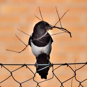 Elster mit Baumaterial für ihr Nest, (c) Stephan Scharata/NABU-naturgucker.de