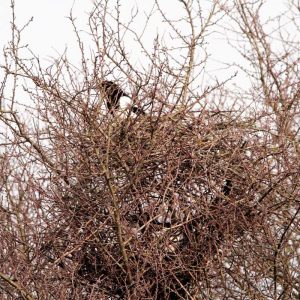 Elsternpaar baut an seinem Nest, (c) Günther Pitschi/NABU-naturgucker.de