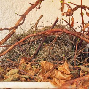 Kobel eines Europäischen Eichhörnchens auf einem Balkon, (c) Jörg Chmill/NABU-naturgucker.de