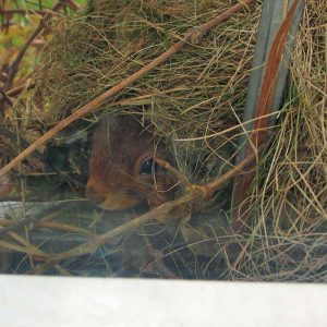 Europäisches Eichhörnchen in seinem Kobel auf einem Balkon, (c) Jörg Chmill/NABU-naturgucker.de