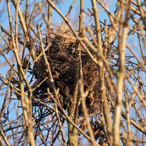 Kobel eines Europäischen Eichhörnchens, (c) Volker Achterberg/NABU-naturgucker.de