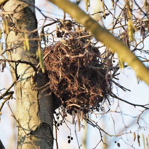 Kobel eines Europäischen Eichhörnchens, (c) Volker Achterberg/NABU-naturgucker.de