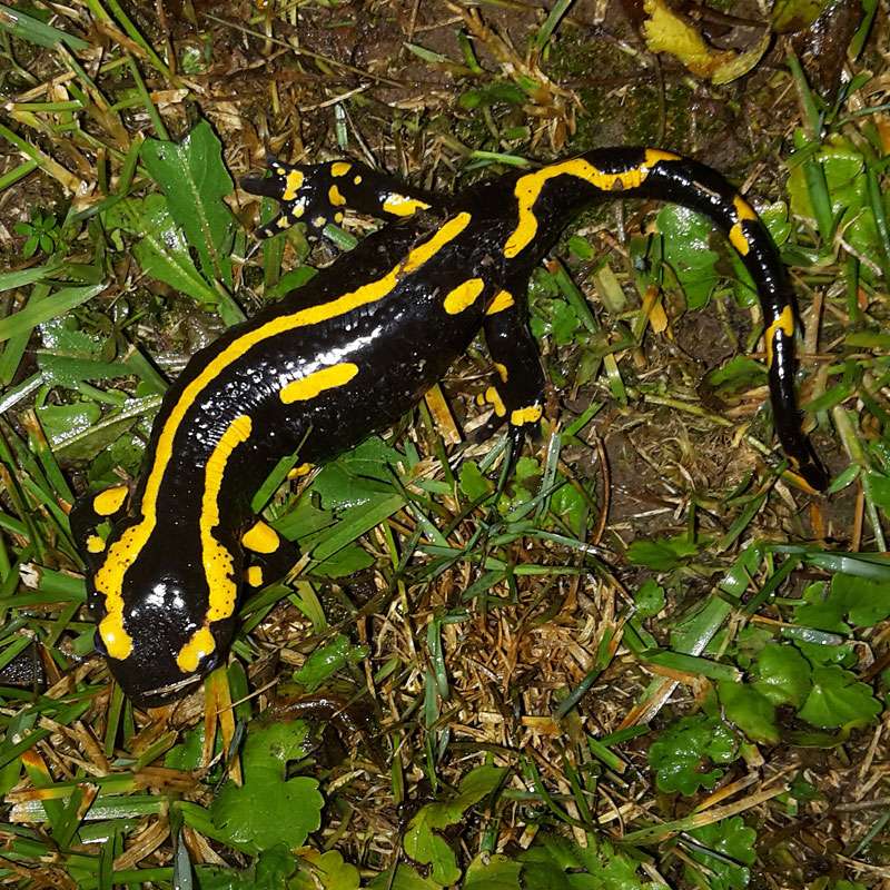 Feuersalamander (Salamandra salamandra), (c) Björn Lindauer/NABU-naturgucker.de Feuersalamander (Salamandra salamandra), (c) Björn Lindauer/NABU-naturgucker.de