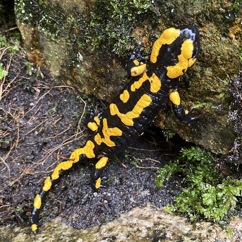 Feuersalamander (Salamandra salamandra), (c) Dario Mauermann/NABU-naturgucker.de Feuersalamander (Salamandra salamandra), (c) Dario Mauermann/NABU-naturgucker.de