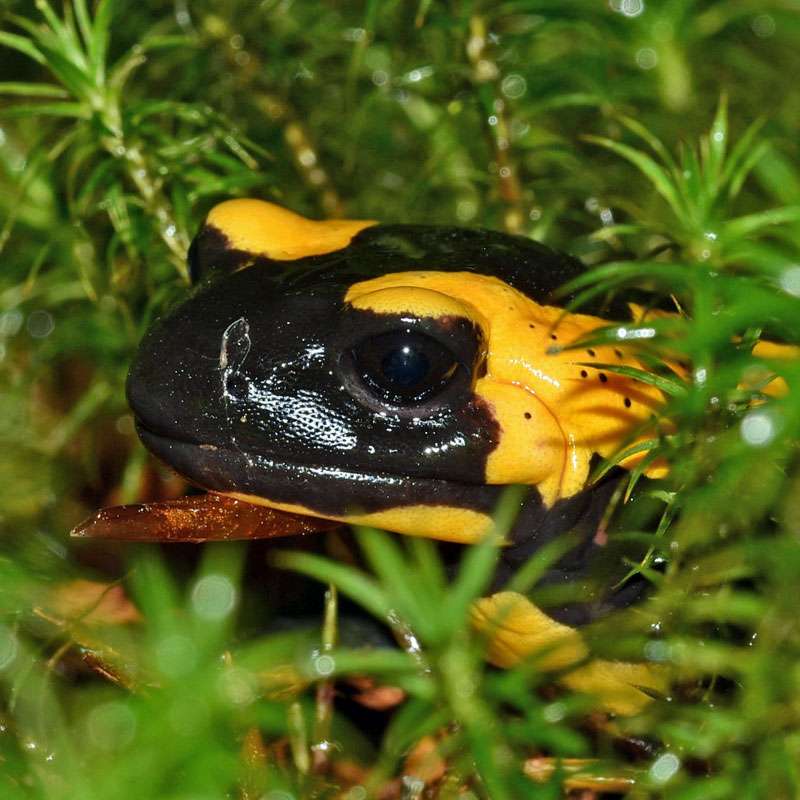 Feuersalamander (Salamandra salamandra), (c) Hans Schwarting/NABU-naturgucker.de Feuersalamander (Salamandra salamandra), (c) Hans Schwarting/NABU-naturgucker.de