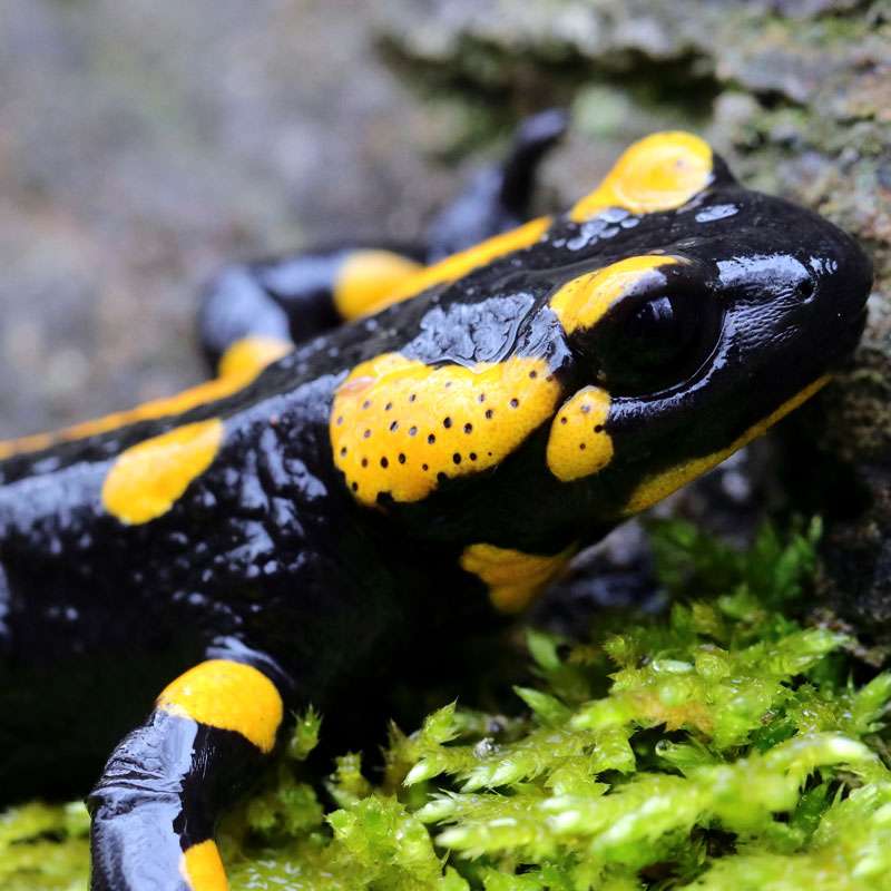 Feuersalamander (Salamandra salamandra), (c) Jens Winter/NABU-naturgucker.de Feuersalamander (Salamandra salamandra), (c) Jens Winter/NABU-naturgucker.de