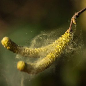 Pollenfreisetzung an männlichen Blüten der Gewöhnlichen Hasel (Corylus avellana), (c) Frank Hoffmann/NABU-naturgucker.de Pollenfreisetzung an männlichen Blüten der Gewöhnlichen Hasel (Corylus avellana), (c) Frank Hoffmann/NABU-naturgucker.de