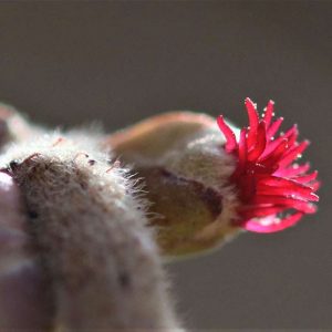 Weibliche Blüte der Gewöhnlichen Hasel (Corylus avellana) – es klebt Pollen an den Narben, (c) Hartmut Mai/NABU-naturgucker.de Weibliche Blüte der Gewöhnlichen Hasel (Corylus avellana) – es klebt Pollen an den Narben, (c) Hartmut Mai/NABU-naturgucker.de