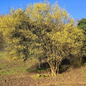 Blühende Gewöhnliche Hasel (Corylus avellana), (c) Karl-Heinz Fuldner/NABU-naturgucker.de Blühende Gewöhnliche Hasel (Corylus avellana), (c) Karl-Heinz Fuldner/NABU-naturgucker.de