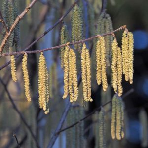 Männliche Blüten (Kätzchen) der Gewöhnlichen Hasel (Corylus avellana), (c) Ludwig Holl/NABU-naturgucker.de Männliche Blüten (Kätzchen) der Gewöhnlichen Hasel (Corylus avellana), (c) Ludwig Holl/NABU-naturgucker.de