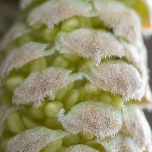 Detail einer männlichen Blüte der Gewöhnlichen Hasel (Corylus avellana), (c) Marion Metzer/NABU-naturgucker.de Detail einer männlichen Blüte der Gewöhnlichen Hasel (Corylus avellana), (c) Marion Metzer/NABU-naturgucker.de