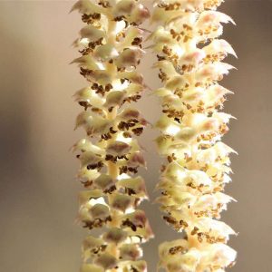 Männliche Blüten (Kätzchen) der Gewöhnlichen Hasel (Corylus avellana) im Detail, (c) Reinhard Naumann/NABU-naturgucker.de Männliche Blüten (Kätzchen) der Gewöhnlichen Hasel (Corylus avellana) im Detail, (c) Reinhard Naumann/NABU-naturgucker.de