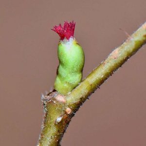 Weibliche Blüte der Gewöhnlichen Hasel (Corylus avellana), (c) Rolf Jantz/NABU-naturgucker.de Weibliche Blüte der Gewöhnlichen Hasel (Corylus avellana), (c) Rolf Jantz/NABU-naturgucker.de