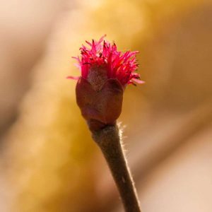 Weibliche Blüte der Gewöhnlichen Hasel (Corylus avellana), (c) Wolfgang Piepers/NABU-naturgucker.de Weibliche Blüte der Gewöhnlichen Hasel (Corylus avellana), (c) Wolfgang Piepers/NABU-naturgucker.de