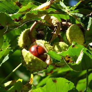 Reife Frucht der Gewöhnlichen Rosskastanie (Aesculus hippocastanum), (c) Heidi Stoll/NABU-naturgucker.de