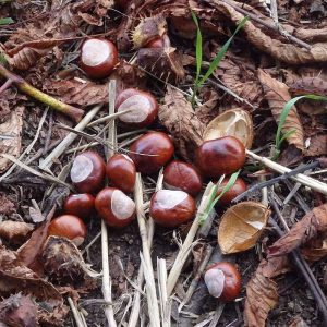 Kastanien – reife Früchte der Gewöhnlichen Rosskastanie (Aesculus hippocastanum), (c) Michael Nickel/NABU-naturgucker.de