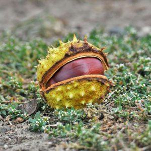 Reife Frucht der Gewöhnlichen Rosskastanie (Aesculus hippocastanum), (c) Rolf Jantz/NABU-naturgucker.de